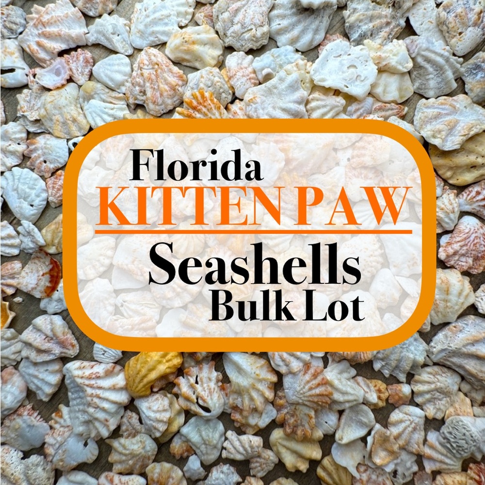 Florida KITTEN PAWS SEASHELLS Bulk DIY Crafting Jewelry Making Shells Cats Paw
